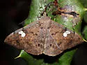 Velvetbean Caterpillar Moth - Hodges#8574 - photo 3