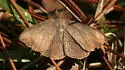 Velvetbean Caterpillar Moth - Hodges#8574 - photo 4