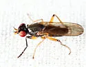 Anticheta melanosoma