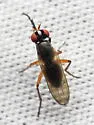 Anticheta melanosoma - photo 2