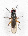 Anticheta melanosoma - photo 3