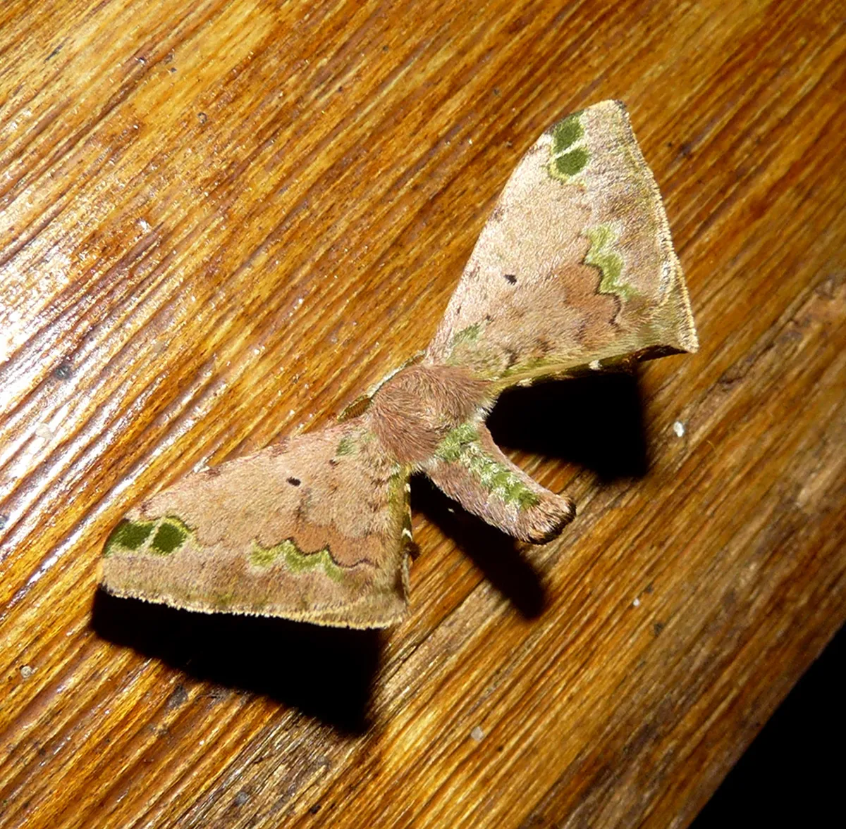 Anticla antica - photo 3