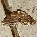 Many-lined Carpet - Hodges#7330