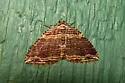 Many-lined Carpet - Hodges#7330 - photo 3