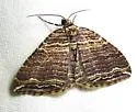 Many-lined Carpet - Hodges#7330 - photo 4