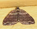 Many-lined Carpet - Hodges#7330 - photo 5