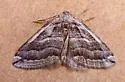 Anticlea pectinata - Hodges#7332