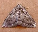 Anticlea pectinata - Hodges#7332 - photo 4