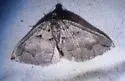 Anticlea switzeraria - Hodges#7331