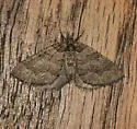 Anticlea switzeraria - Hodges#7331 - photo 2