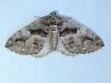 Variable Carpet - Hodges#7329 - photo 4