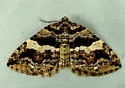 Variable Carpet - Hodges#7329 - photo 5