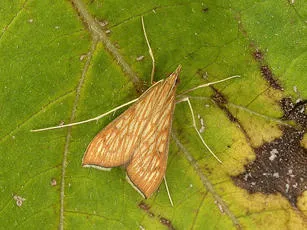 Antigastra catalaunalis
