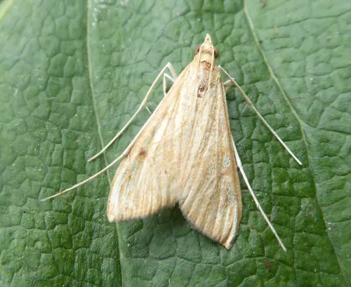 Antigastra catalaunalis - photo 2