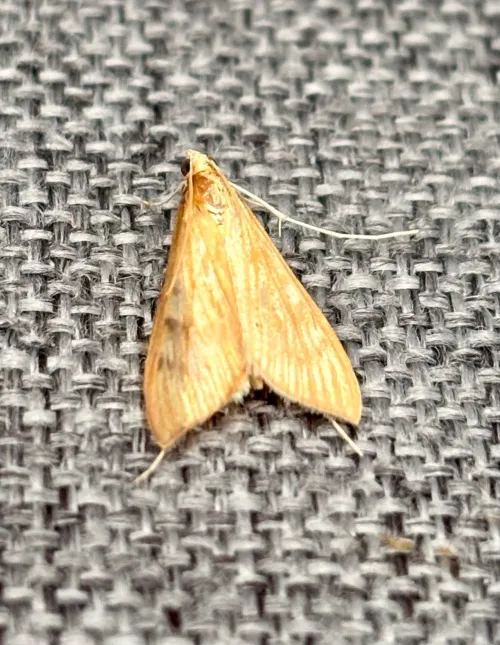 Antigastra catalaunalis - photo 3