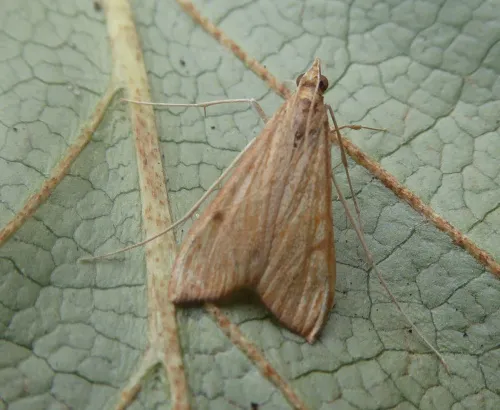 Antigastra catalaunalis - photo 5