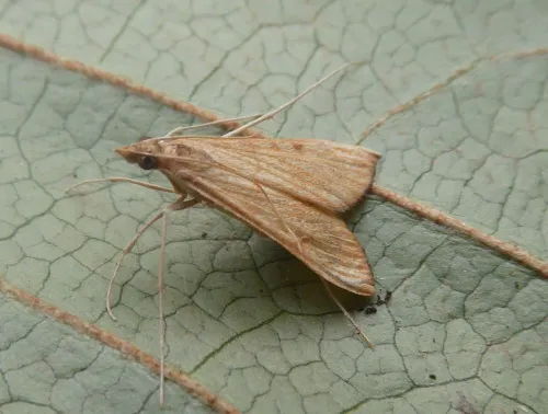 Antigastra catalaunalis - photo 6
