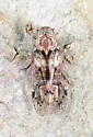 Antilliarus slossoni