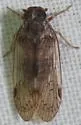 Antilliarus slossoni - photo 4