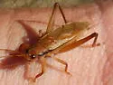 Indies bush cricket