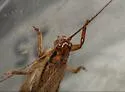 Indies bush cricket - photo 3
