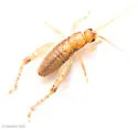Indies bush cricket - photo 4