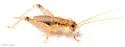 Indies bush cricket - photo 5