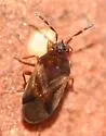Antillocoris discretus