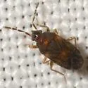 Antillocoris discretus - photo 2
