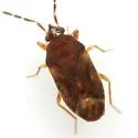 Antillocoris discretus - photo 3
