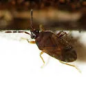Antillocoris discretus - photo 4