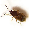 Antillocoris discretus - photo 5