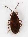 Antillocoris minutus - photo 2