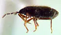 Antillocoris pilosulus - photo 3