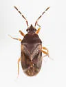 Antillocoris pilosulus - photo 4