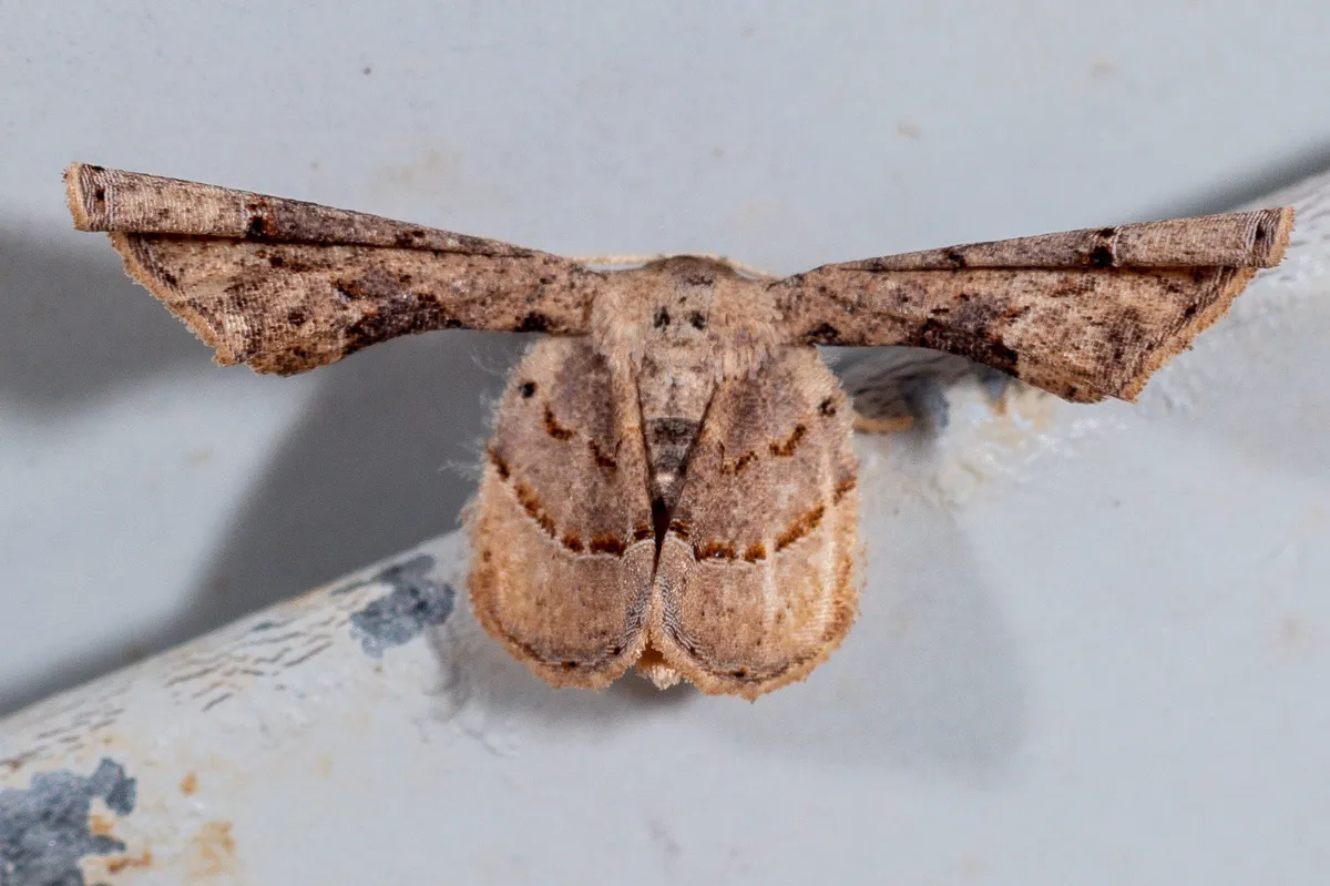 Antiplecta triangularis - Hodges#7652 - photo 3
