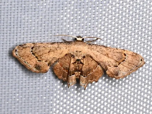 Antiplecta triangularis - Hodges#7652 - photo 5