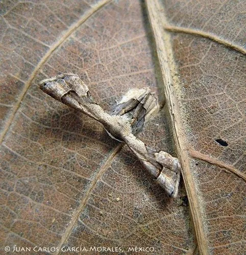 Antiplecta triangularis - Hodges#7652 - photo 6