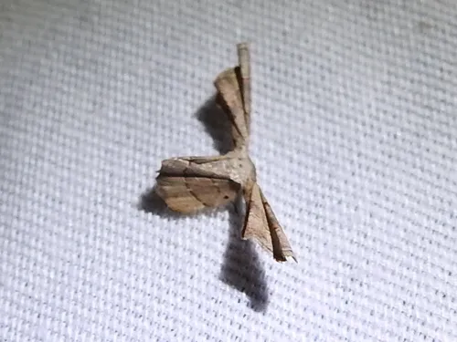 Antiplecta triangularis - Hodges#7652 - photo 7