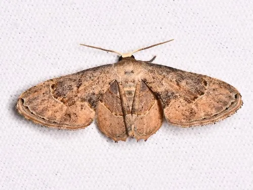 Antiplecta triangularis - Hodges#7652 - photo 8