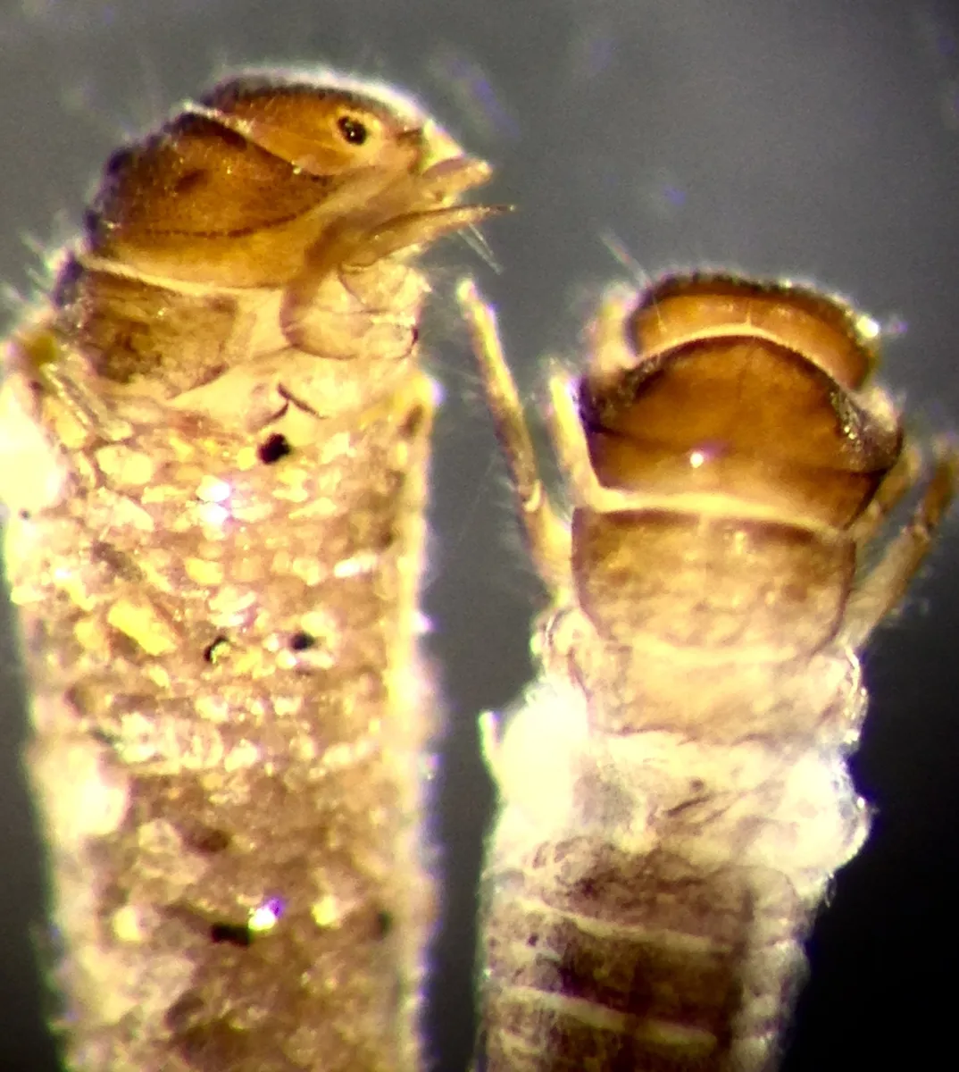 Antipodoeciidae - photo 2