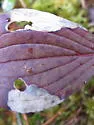 Antispila aurirubra - Hodges#0239