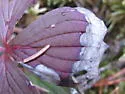 Antispila aurirubra - Hodges#0239 - photo 3