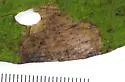 Antispila aurirubra - Hodges#0239 - photo 4