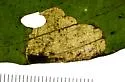 Antispila aurirubra - Hodges#0239 - photo 5