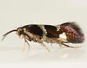 Antispila cf-isabella - Hodges#0236 - photo 2