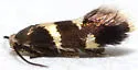 Antispila cf-isabella - Hodges#0236 - photo 4