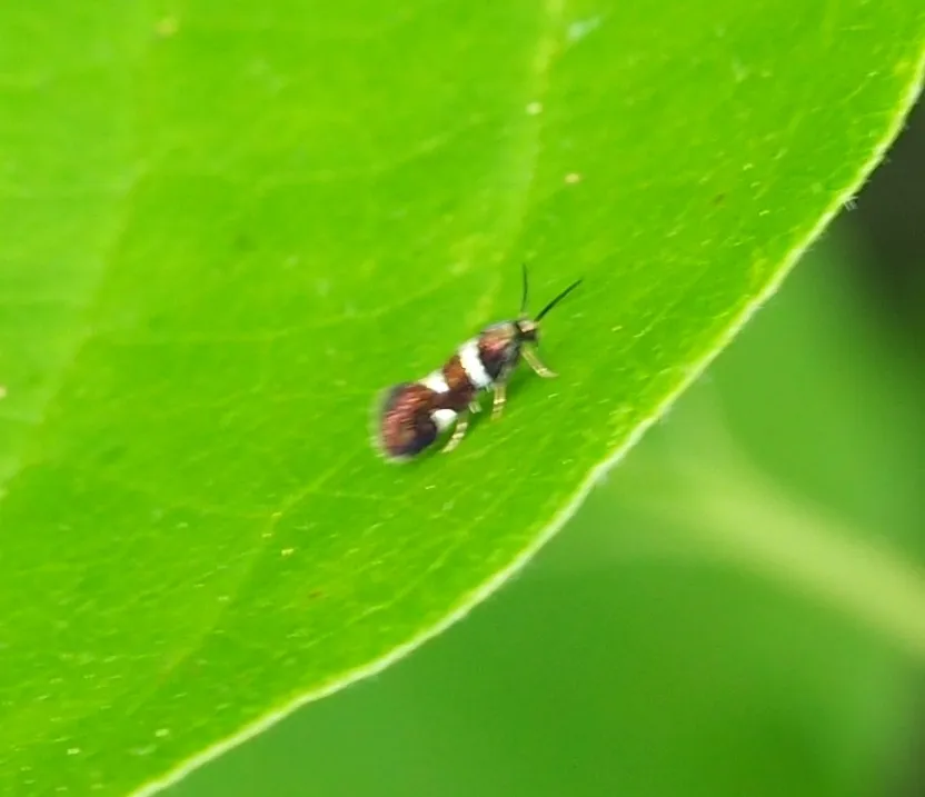 Antispila cornifoliella - Hodges#0232