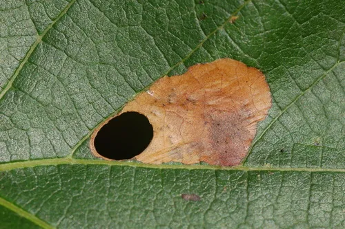 Antispila isabella