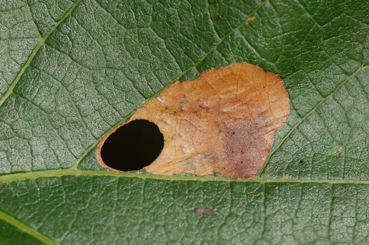 Antispila isabella - photo 3